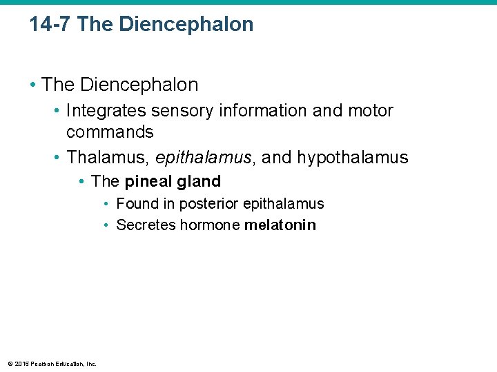 14 -7 The Diencephalon • Integrates sensory information and motor commands • Thalamus, epithalamus, 14 -7 The Diencephalon • Integrates sensory information and motor commands • Thalamus, epithalamus,