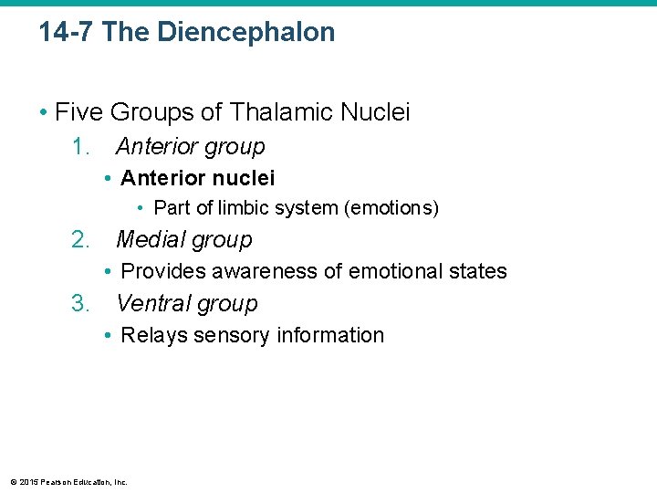 14 -7 The Diencephalon • Five Groups of Thalamic Nuclei 1. Anterior group • 14 -7 The Diencephalon • Five Groups of Thalamic Nuclei 1. Anterior group •