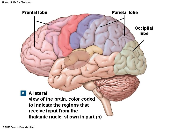 Figure 14 -10 a The Thalamus. Frontal lobe Parietal lobe Occipital lobe a A Figure 14 -10 a The Thalamus. Frontal lobe Parietal lobe Occipital lobe a A