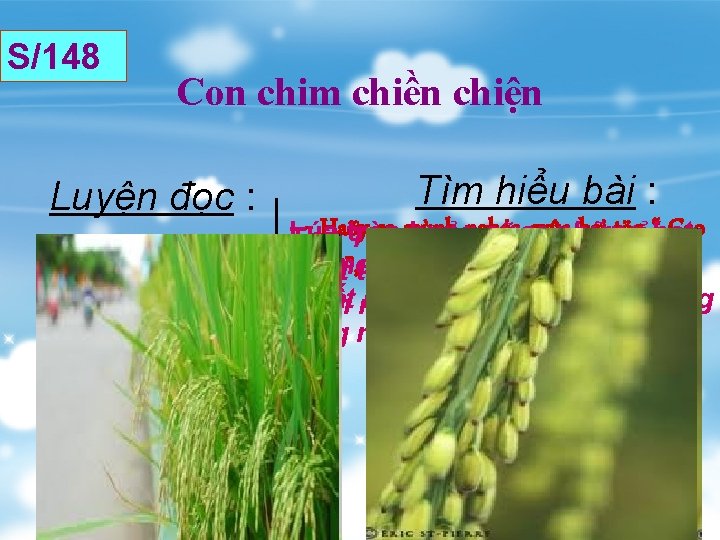 S/148 Con chim chiền chiện Luyện đọc : vuùt cao hoaøi trong veo chuoãi