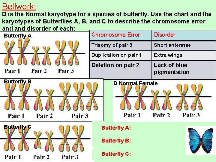 Bellwork: D is the Normal karyotype for a species of butterfly. Use the chart