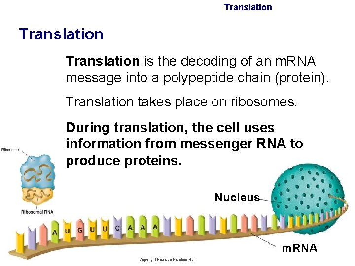 Translation is the decoding of an m. RNA message into a polypeptide chain (protein).