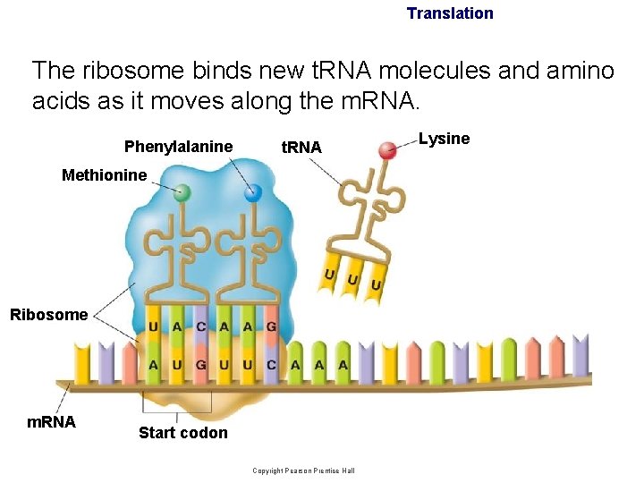 Translation The ribosome binds new t. RNA molecules and amino acids as it moves