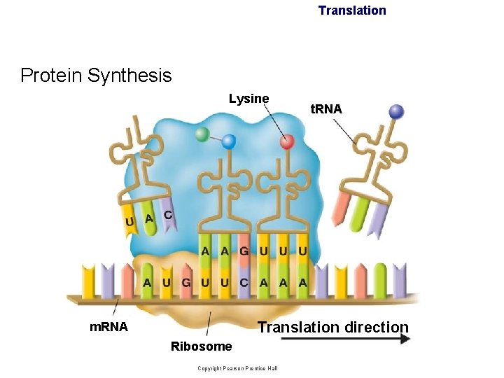 Translation Protein Synthesis Lysine t. RNA Translation direction m. RNA Ribosome Copyright Pearson Prentice