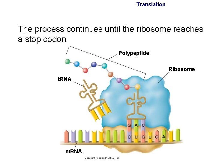 Translation The process continues until the ribosome reaches a stop codon. Polypeptide Ribosome t.