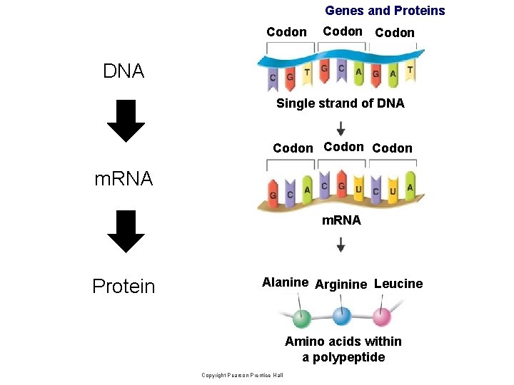 Genes and Proteins Codon DNA Single strand of DNA Codon m. RNA Protein Alanine