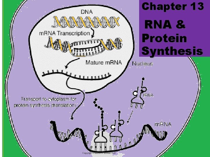Chapter 13 RNA & Protein Synthesis Copyright Pearson Prentice Hall 