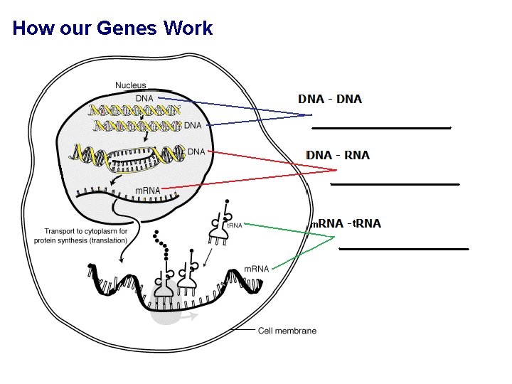 How our Genes Work m t 