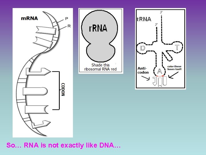 So… RNA is not exactly like DNA… 