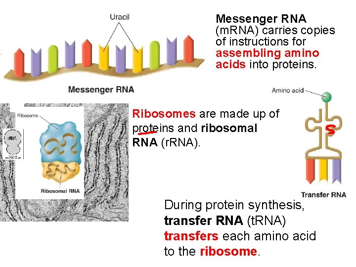 Messenger RNA (m. RNA) carries copies of instructions for assembling amino acids into proteins.