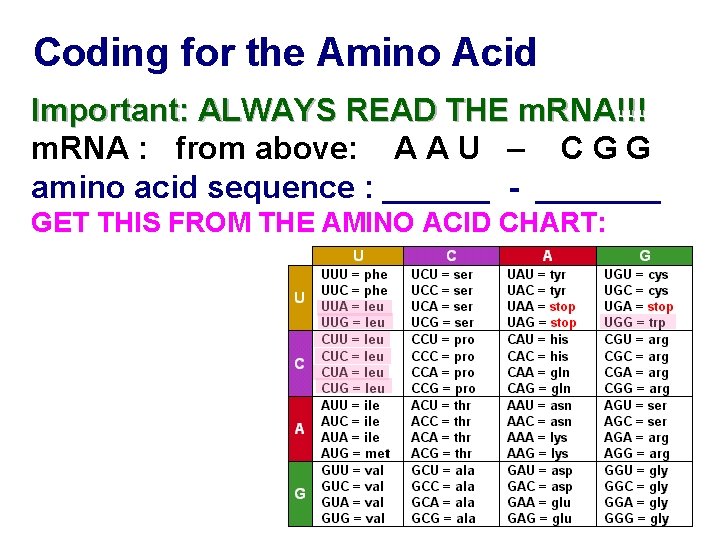 Coding for the Amino Acid Important: ALWAYS READ THE m. RNA!!! m. RNA :