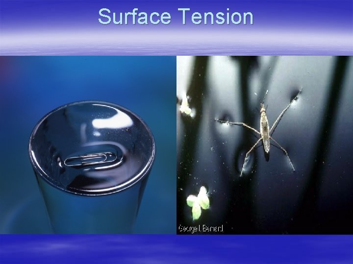 Surface Tension 