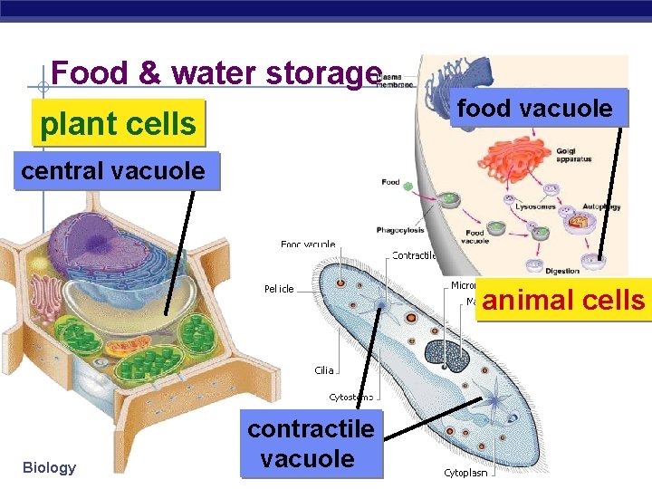 Food & water storage food vacuole plant cells central vacuole animal cells Biology contractile