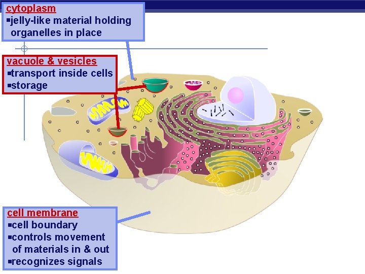 cytoplasm jelly-like material holding organelles in place vacuole & vesicles transport inside cells storage