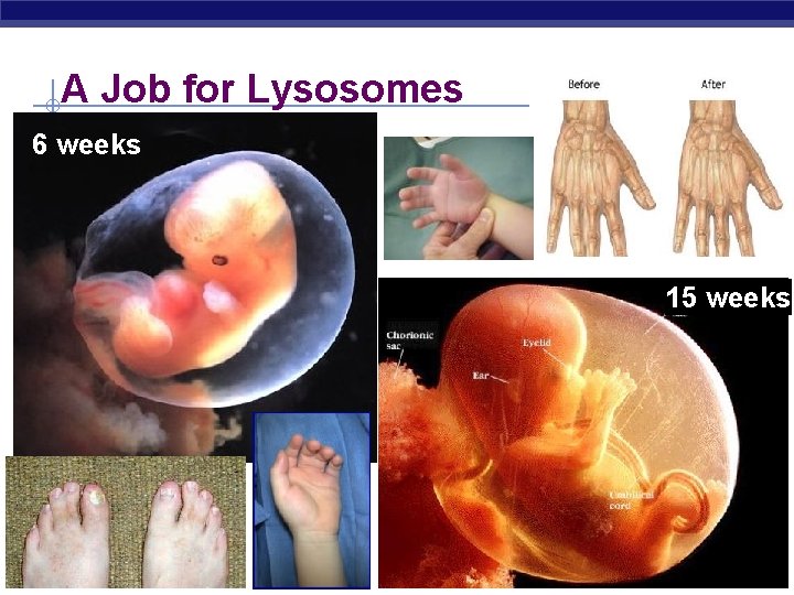 A Job for Lysosomes 6 weeks 15 weeks Biology 