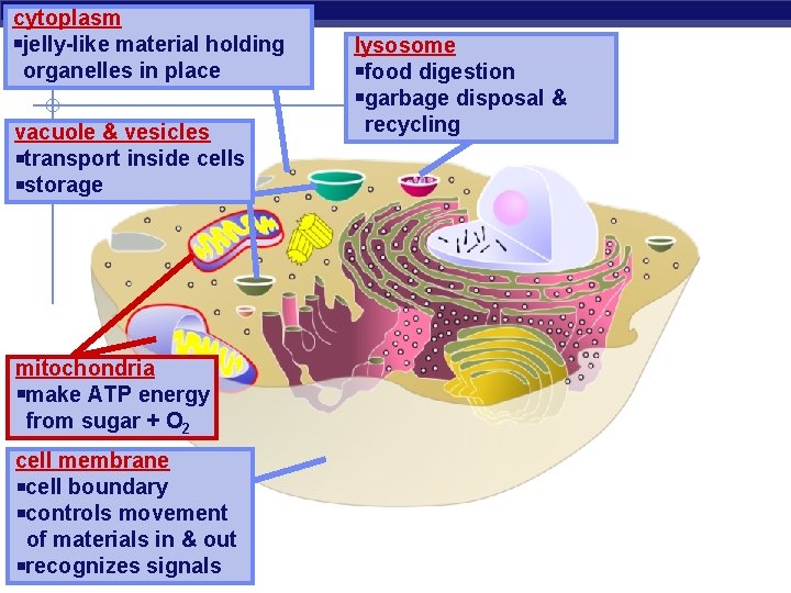 cytoplasm jelly-like material holding organelles in place vacuole & vesicles transport inside cells storage