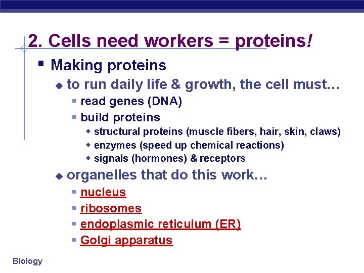 2. Cells need workers = proteins! § Making proteins u to run daily life