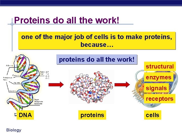 Proteins do all the work! one of the major job of cells is to
