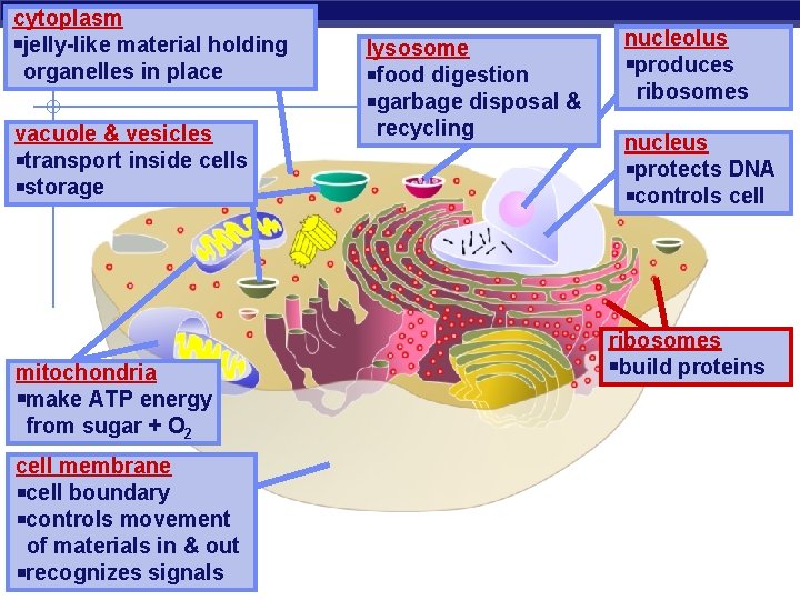cytoplasm jelly-like material holding organelles in place vacuole & vesicles transport inside cells storage