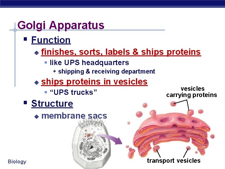 Golgi Apparatus § Function u finishes, sorts, labels & ships proteins § like UPS
