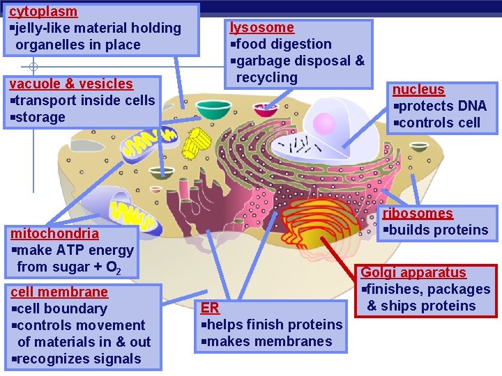 cytoplasm jelly-like material holding organelles in place vacuole & vesicles transport inside cells storage