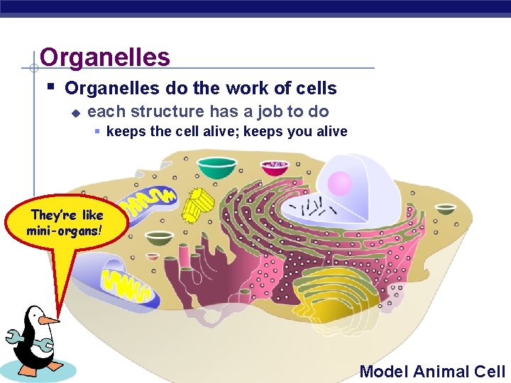 Organelles § Organelles do the work of cells u each structure has a job