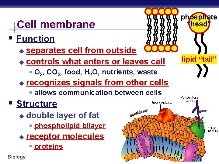 Cell membrane phosphate “head” § Function separates cell from outside u controls what enters