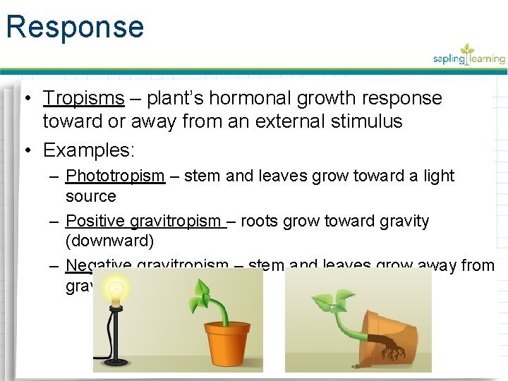 Interactions Among Plant Biology 10B Systems Interactions Among