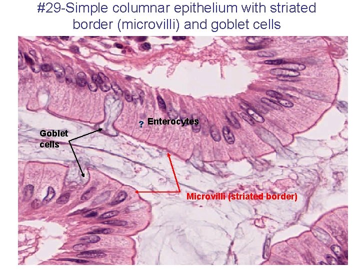 #29 -Simple columnar epithelium with striated border (microvilli) and goblet cells Goblet cells ?
