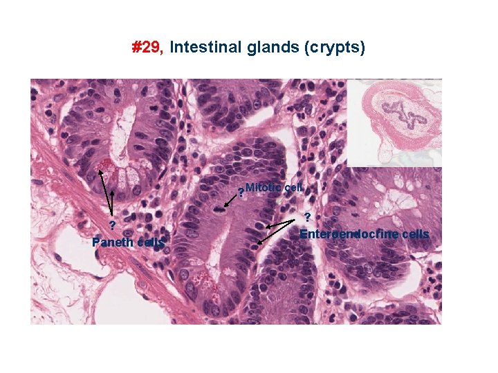 #29, Intestinal glands (crypts) ? Mitotic cell ? Paneth cells ? Enteroendocrine cells 