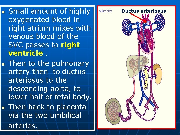 n n n Small amount of highly oxygenated blood in right atrium mixes with