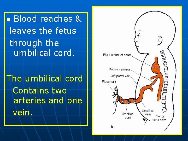 Blood reaches & leaves the fetus through the umbilical cord. n The umbilical cord