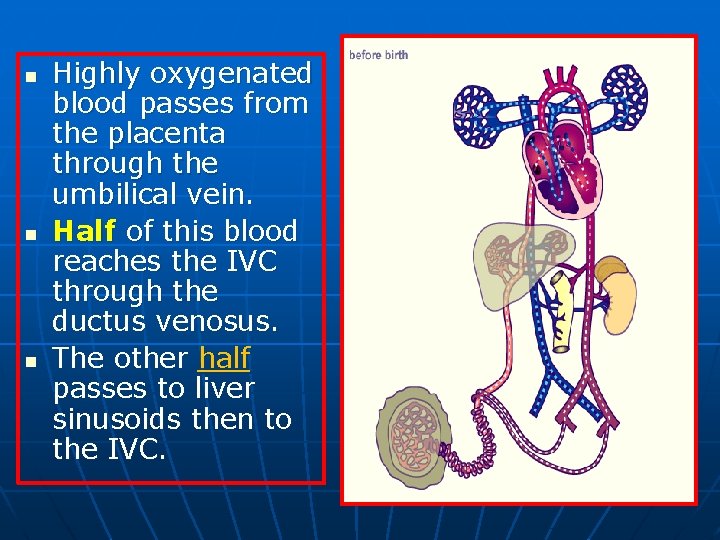 n n n Highly oxygenated blood passes from the placenta through the umbilical vein.