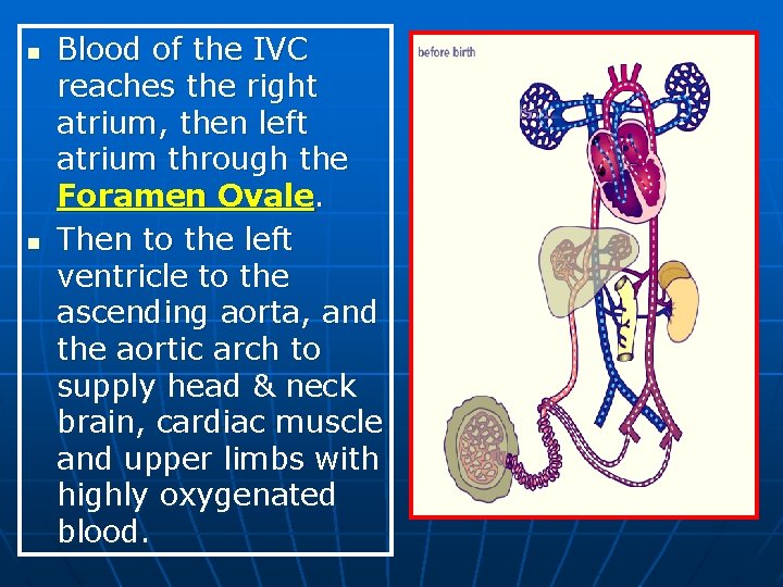 n n Blood of the IVC reaches the right atrium, then left atrium through