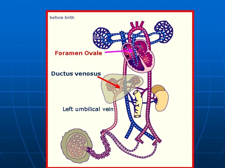 Foramen Ovale Ductus venosus Left umbilical vein 
