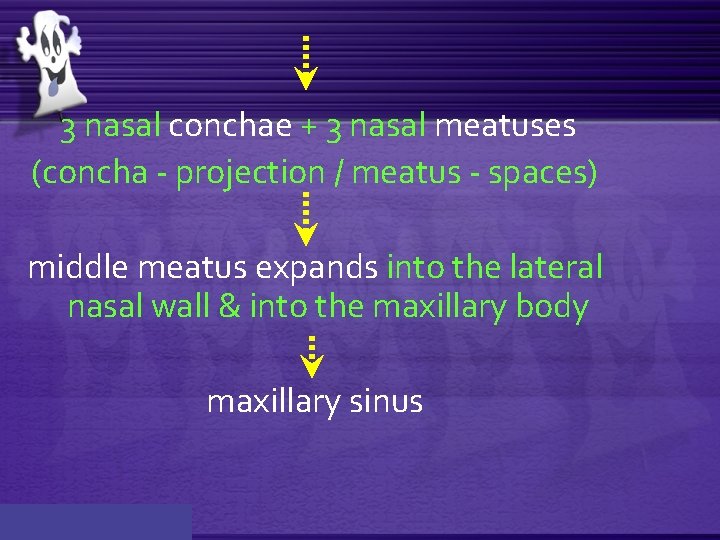 3 nasal conchae + 3 nasal meatuses (concha - projection / meatus - spaces)