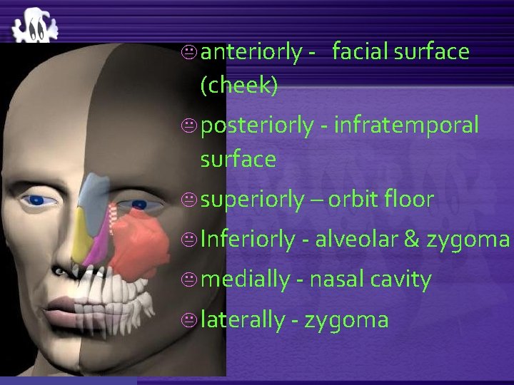 K anteriorly - facial surface (cheek) K posteriorly - infratemporal surface K superiorly –