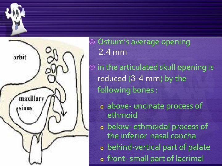 K Ostium’s average opening 2. 4 mm K in the articulated skull opening is