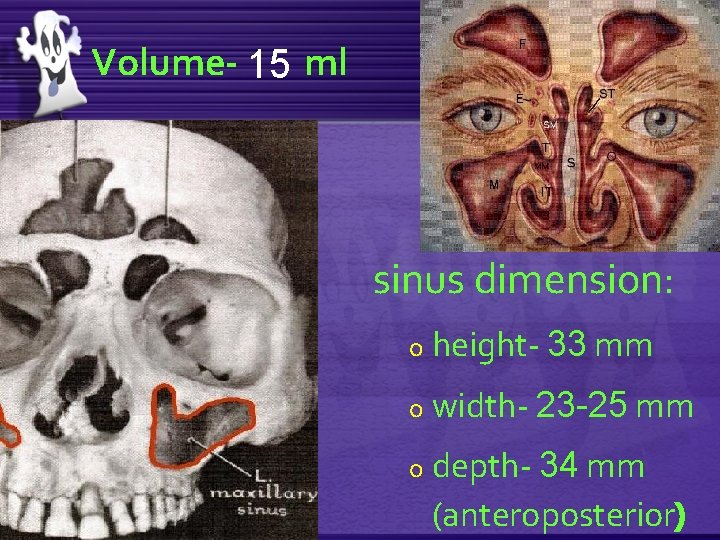 Volume- 15 ml sinus dimension: o height- 33 mm o width- 23 -25 mm