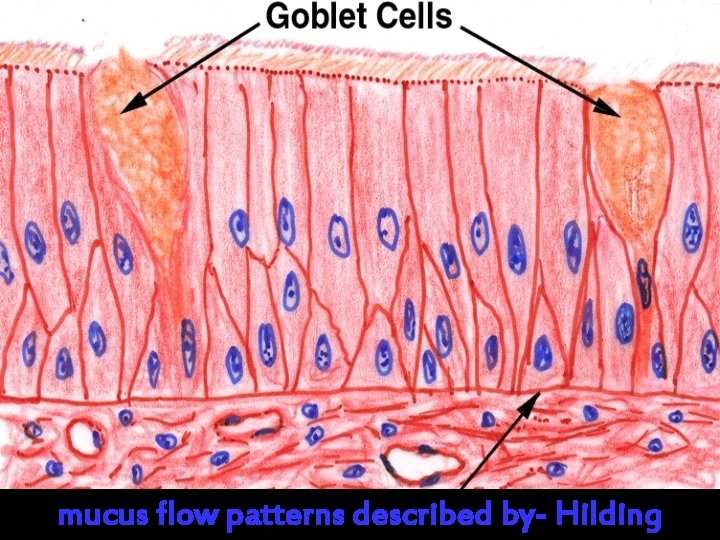 mucus flow patterns described by- Hilding Dr. MANISH 
