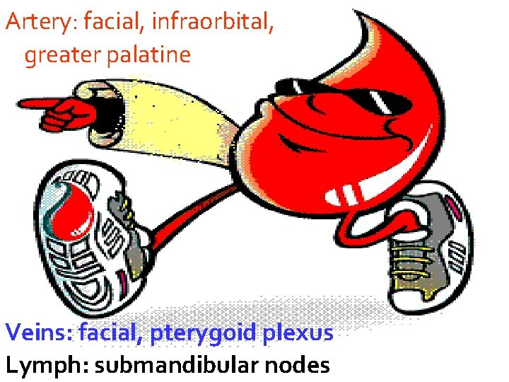 Artery: facial, infraorbital, greater palatine Veins: facial, pterygoid plexus Lymph: submandibular nodes Dr. MANISH