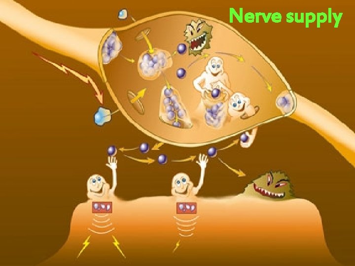 Nerve supply 