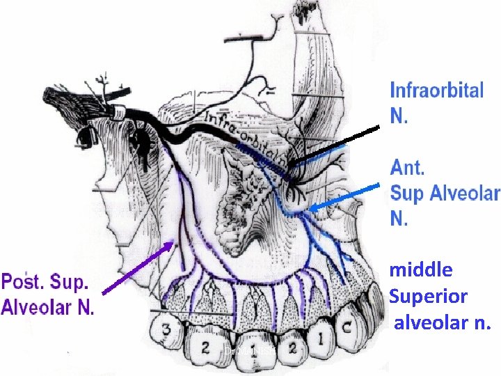 middle Superior alveolar n. Dr. MANISH 