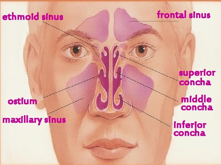 ethmoid sinus frontal sinus superior concha ostium maxillary sinus middle concha inferior concha 