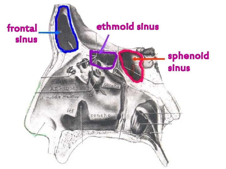 frontal sinus ethmoid sinus sphenoid sinus Dr. MANISH 