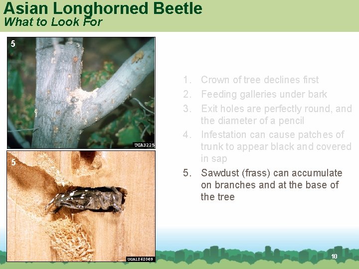 Asian Longhorned Beetle What to Look For 5 5 1. Crown of tree declines