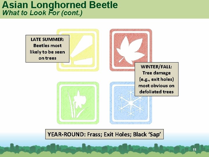 Asian Longhorned Beetle What to Look For (cont. ) LATE SUMMER: Beetles most likely