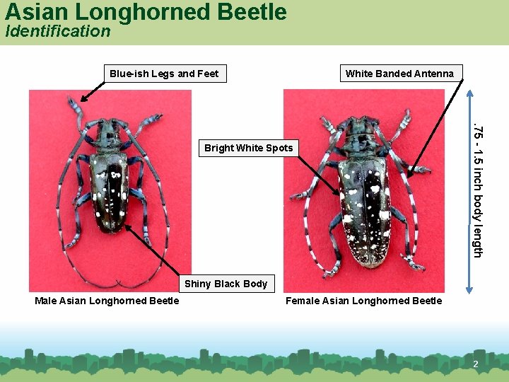Asian Longhorned Beetle Identification White Banded Antenna Blue-ish Legs and Feet . 75 -