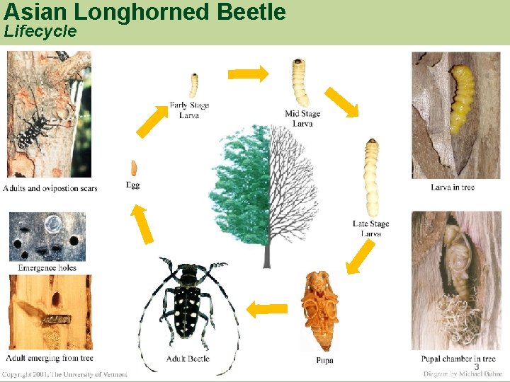 Asian Longhorned Beetle Lifecycle 3 3 