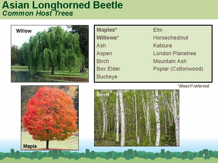 Asian Longhorned Beetle Common Host Trees Willow Maples* Willows* Ash Aspen Birch Box Elder